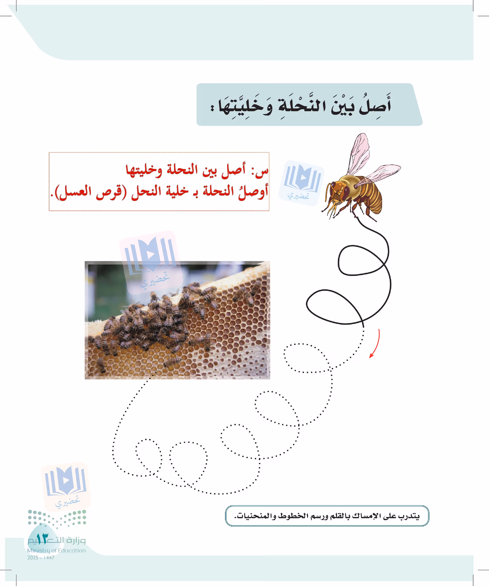 صفحة 13