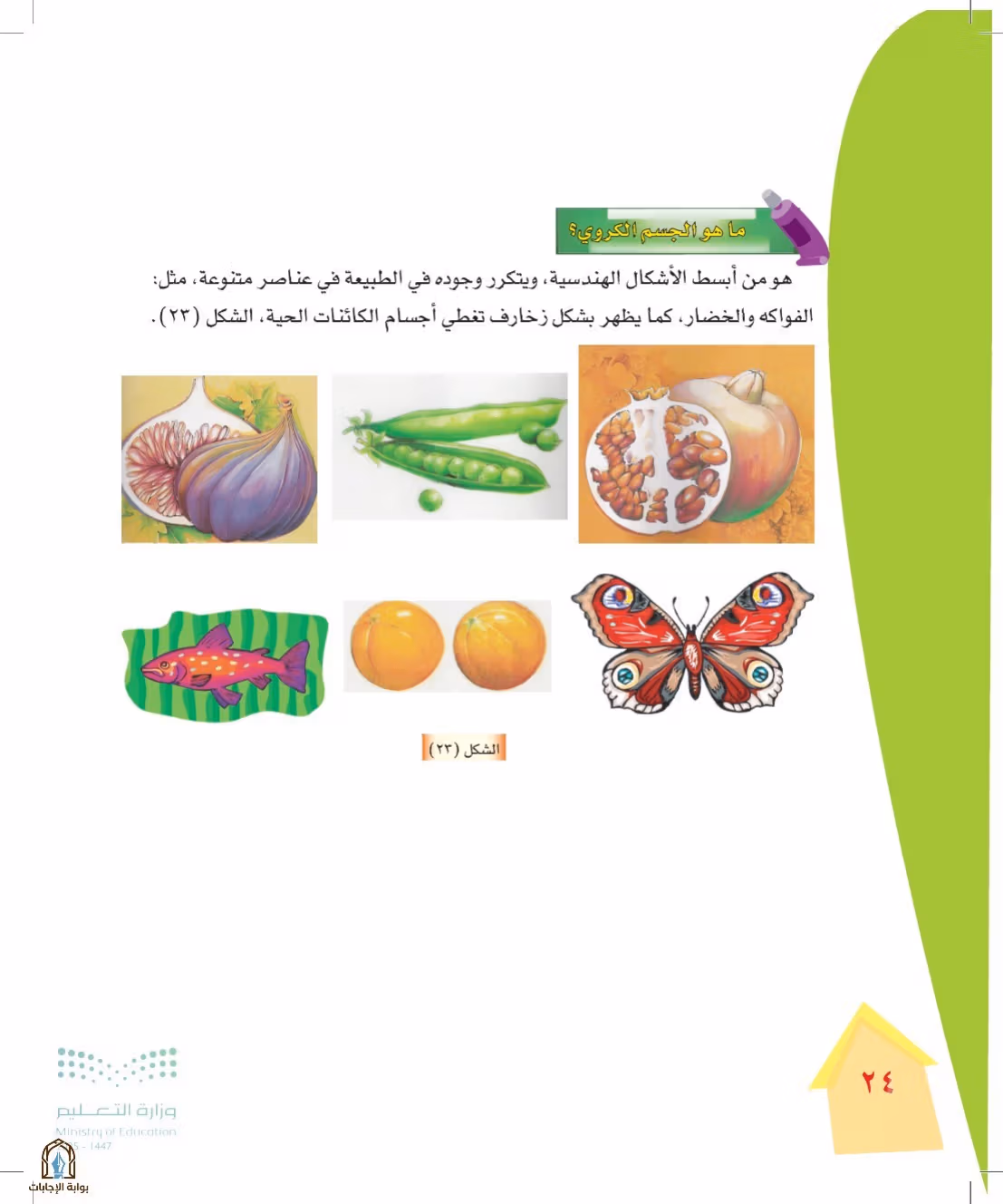 صفحة 24