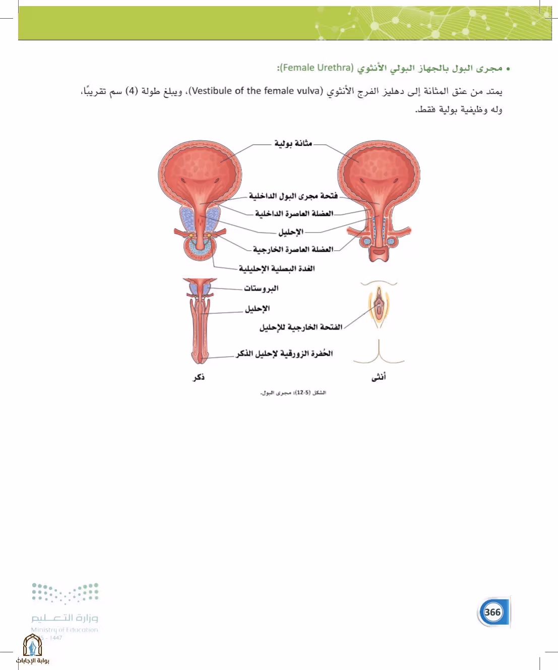 صفحة 366