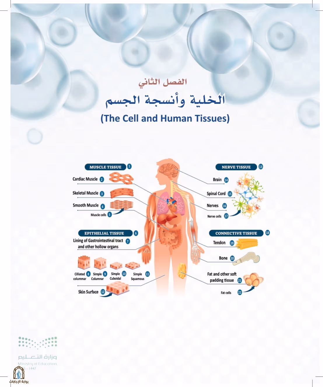 صفحة 42
