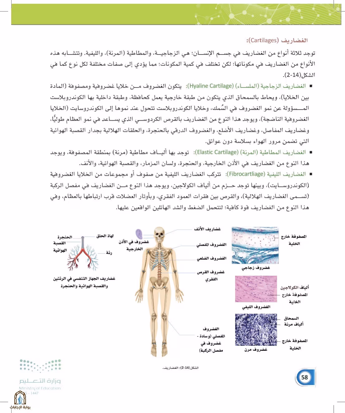 صفحة 58