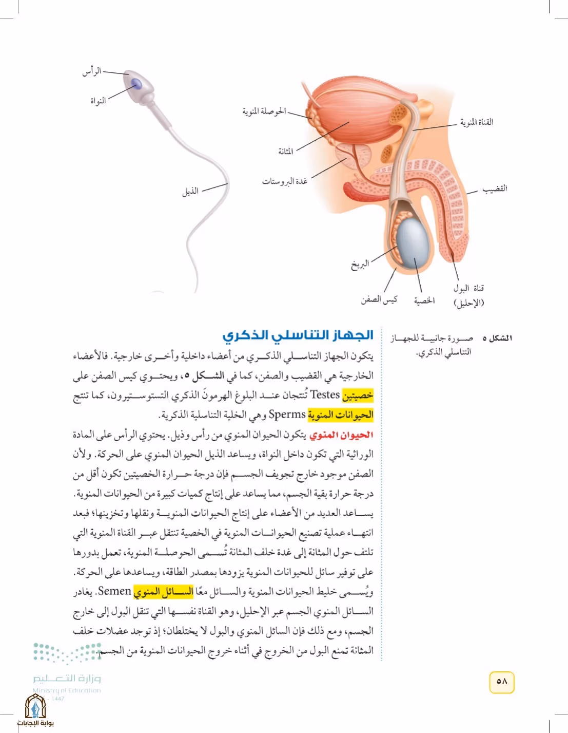 صفحة 58