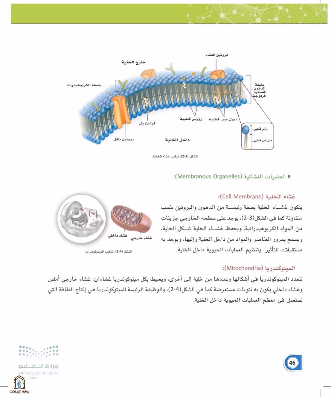 صفحة 46