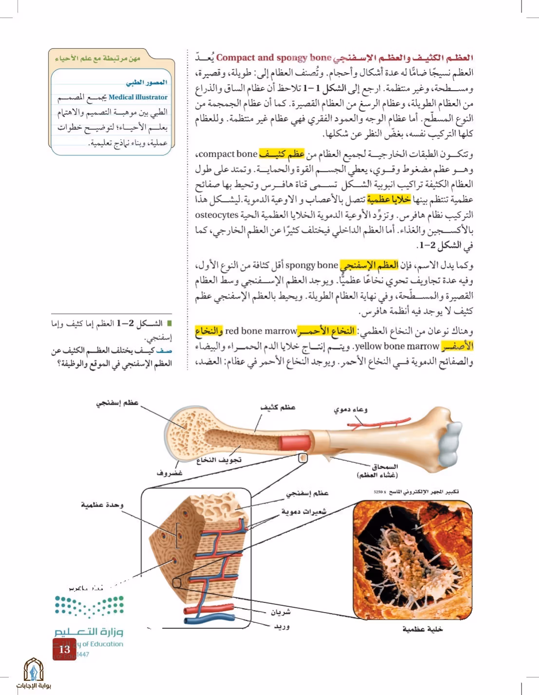 صفحة 13