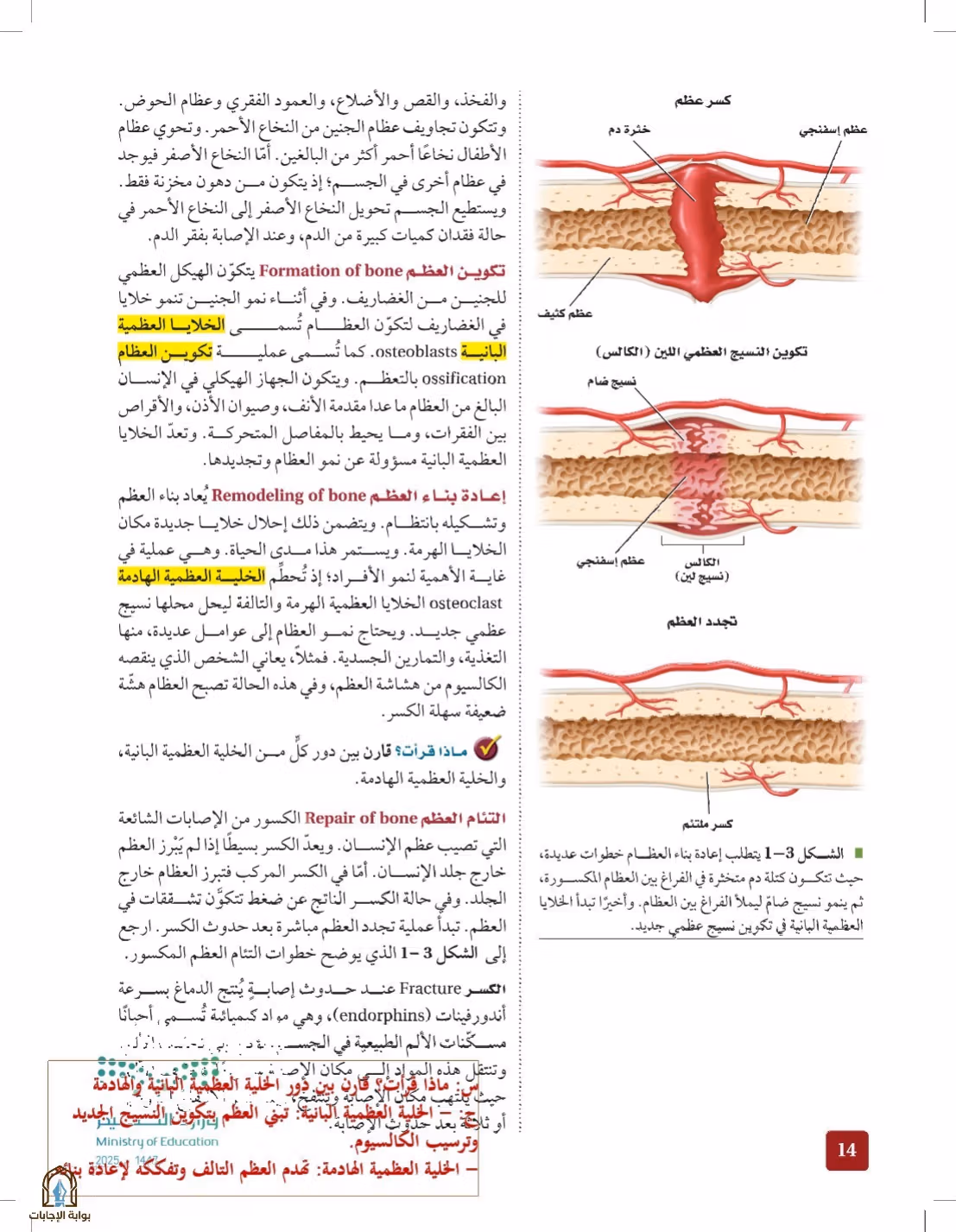 صفحة 14