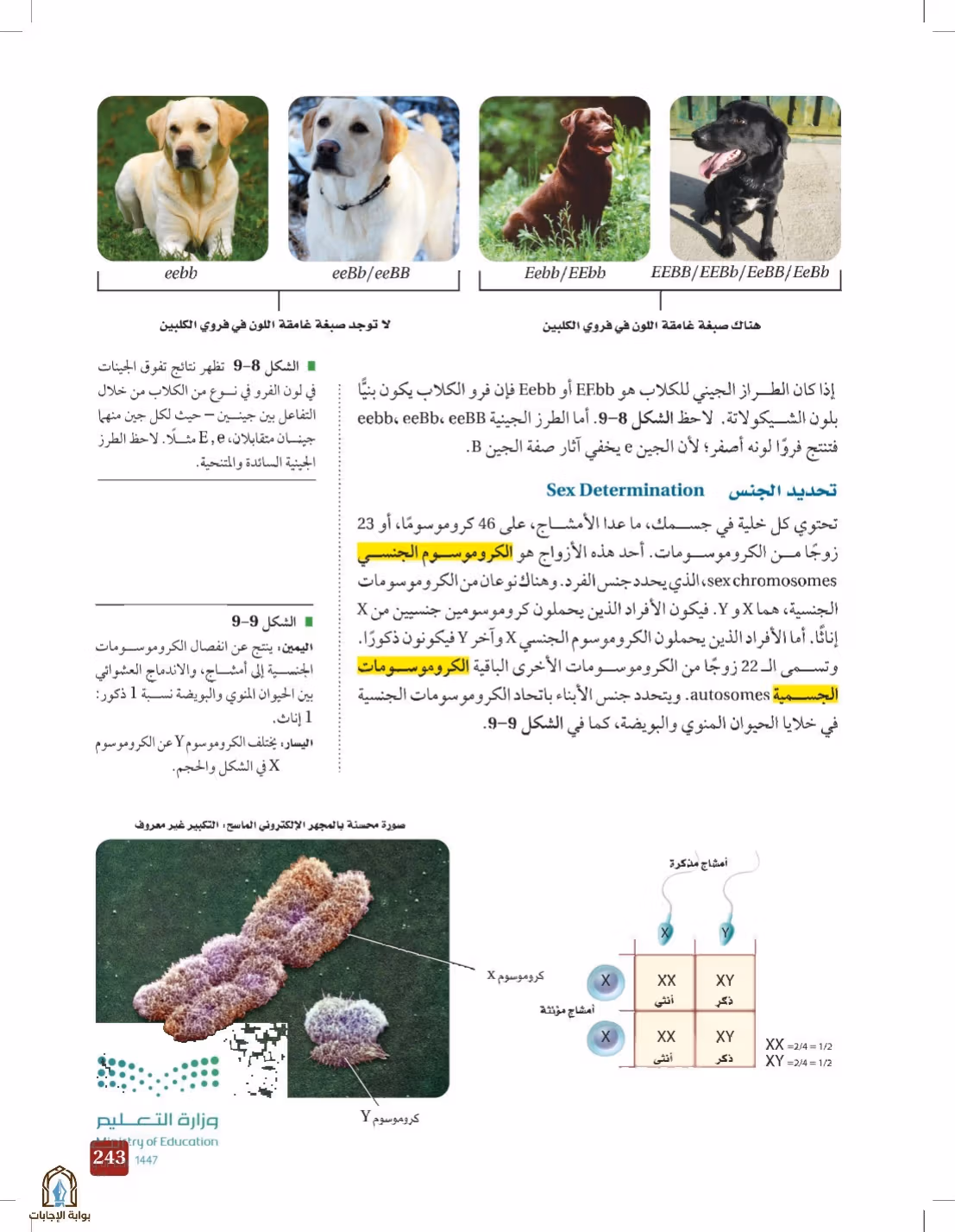 صفحة 243