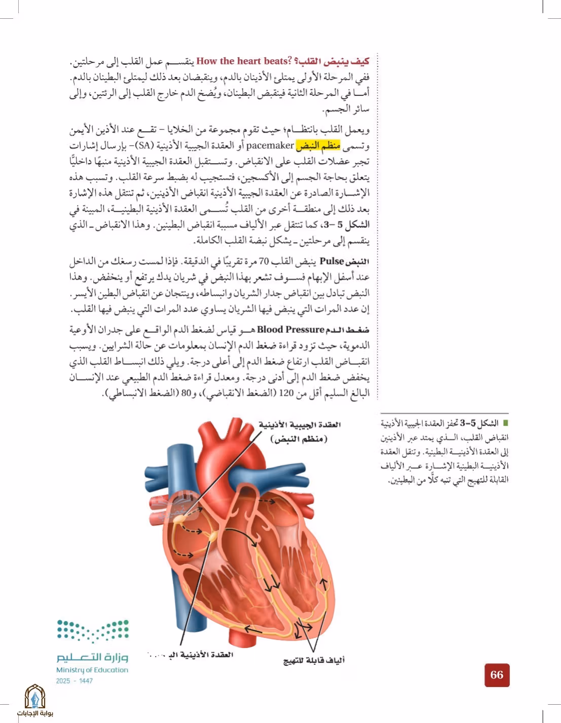 صفحة 66