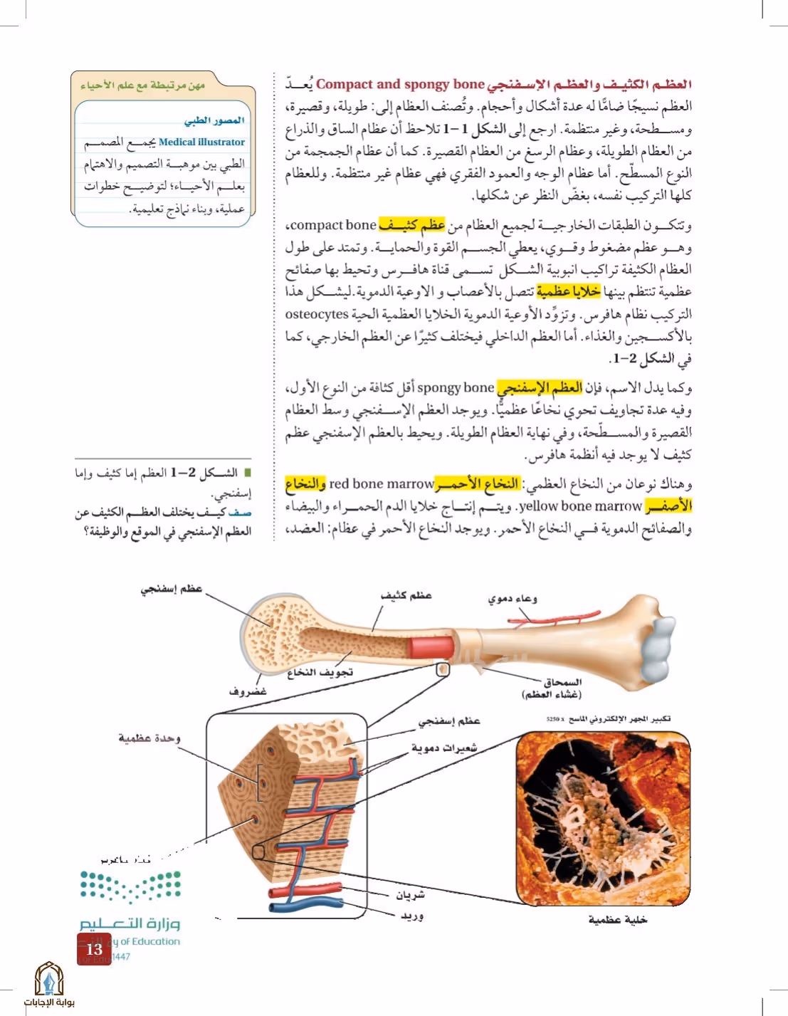 صفحة 13