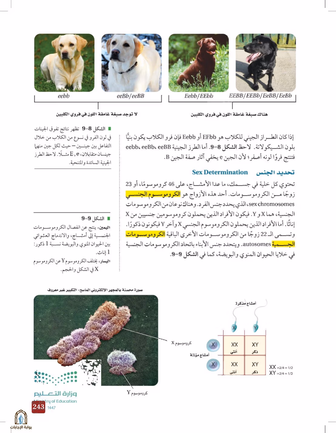 صفحة 243