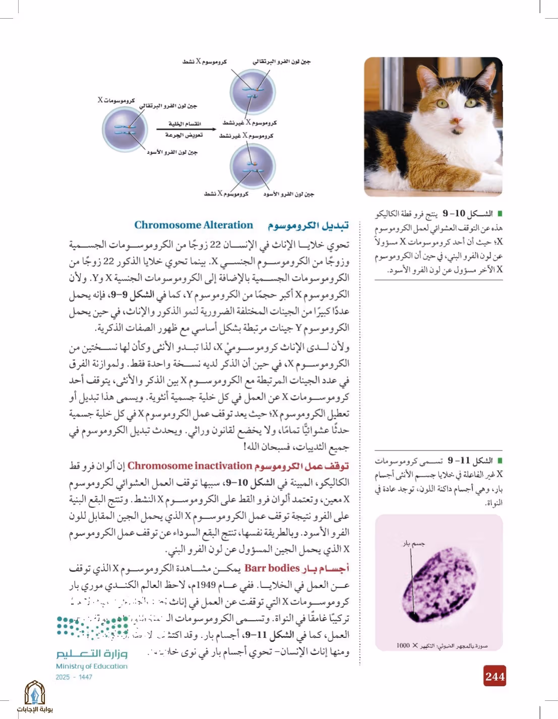صفحة 244