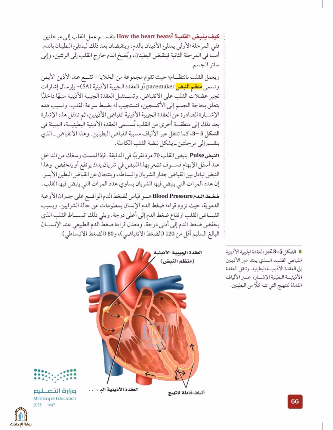 صفحة 66