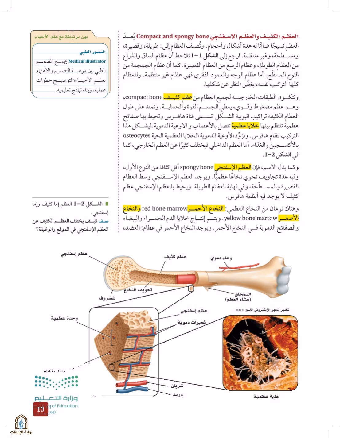 صفحة 13