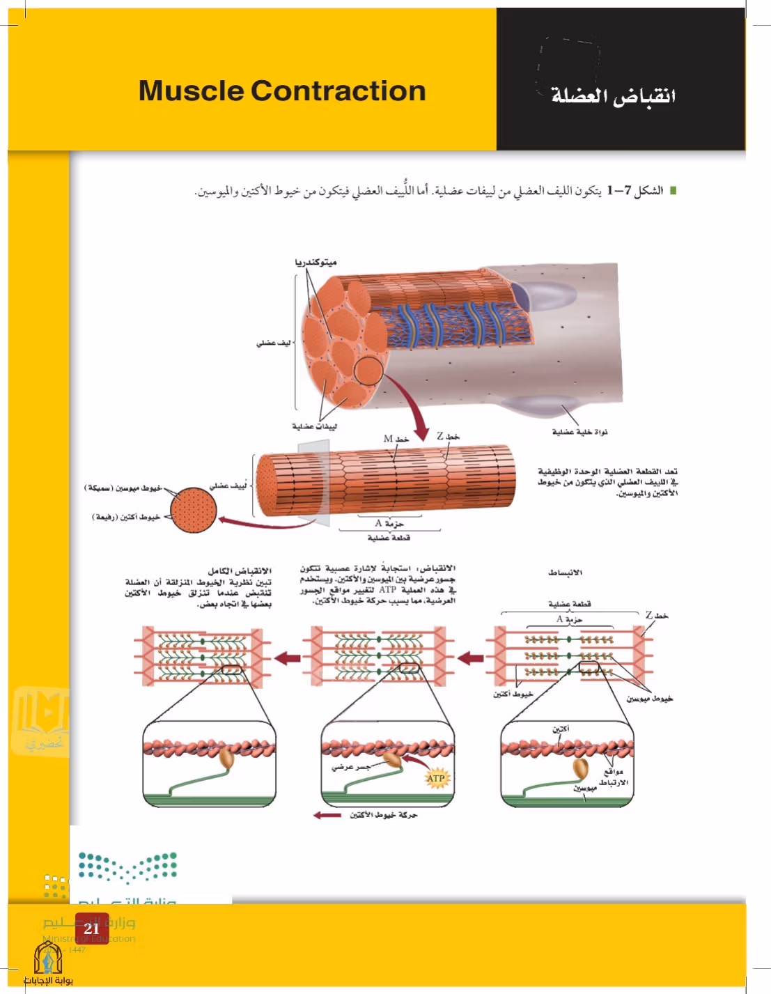 صفحة 21