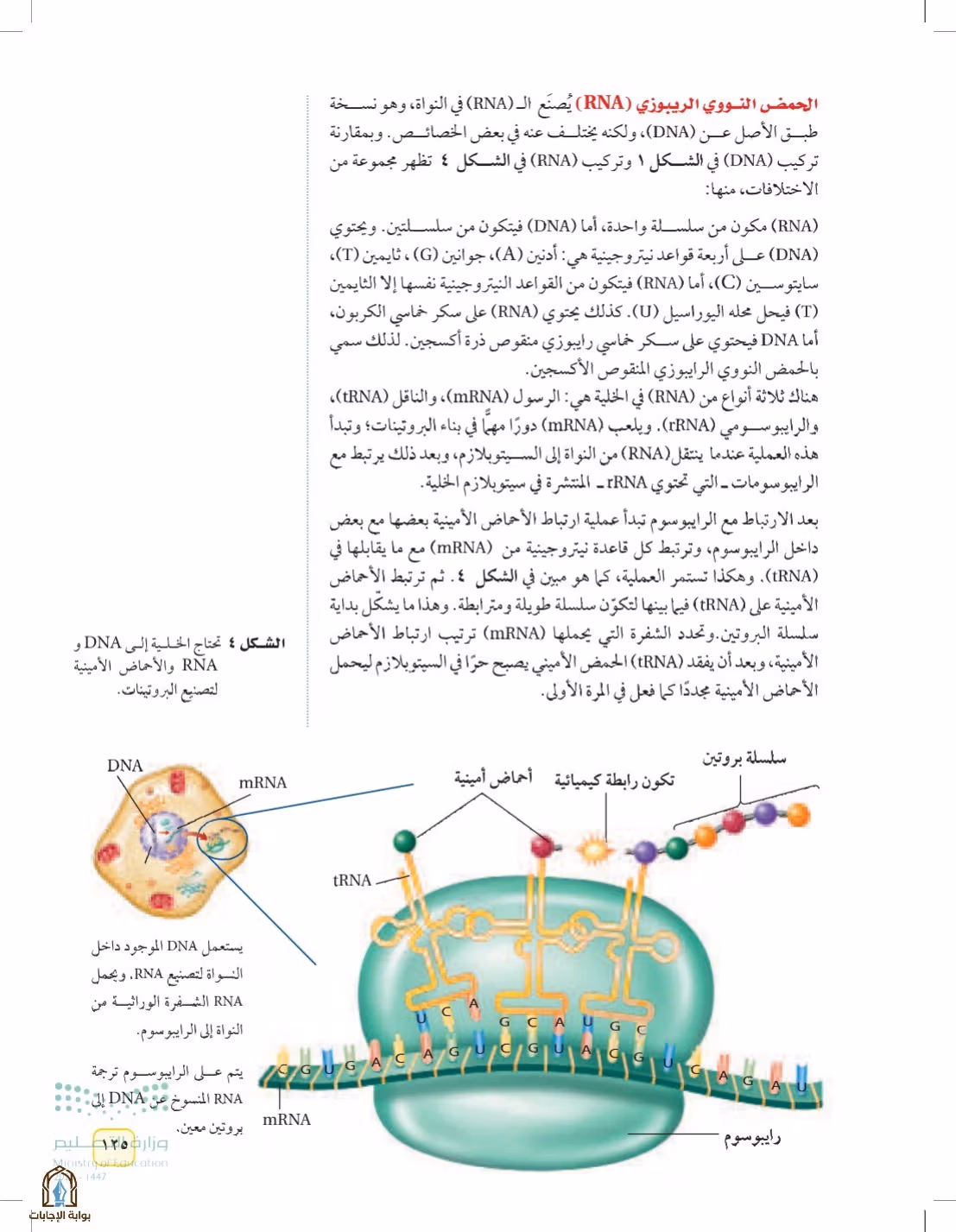 صفحة 125